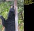 Black Bear